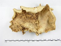 館號:F0020528藏品圖，第3張