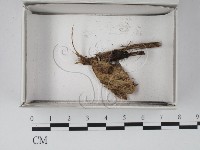 登錄號:F0020530藏品圖，第1張