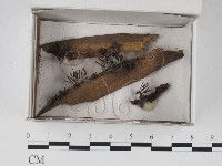 登錄號:F0020531藏品圖，第1張