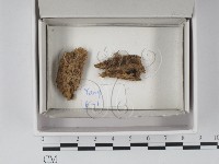 登錄號:F0020532藏品圖，第1張