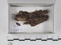 登錄號:F0020536藏品圖，第1張