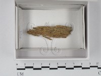 登錄號:F0020538藏品圖，第1張