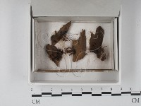 登錄號:F0020539藏品圖，第1張