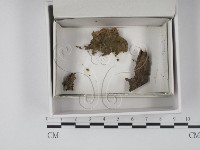 登錄號:F0020540藏品圖，第1張