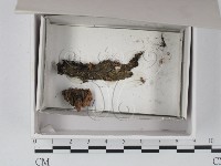 登錄號:F0020541藏品圖，第1張