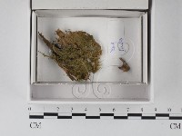 登錄號:F0020542藏品圖，第1張