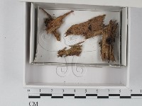 登錄號:F0020545藏品圖，第1張