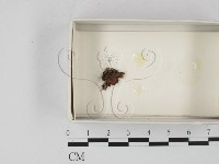 登錄號:F0020550藏品圖，第1張