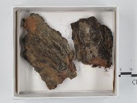 登錄號:F0020556藏品圖，第1張