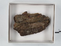 登錄號:F0020557藏品圖，第1張