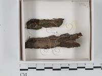 登錄號:F0020564藏品圖，第1張