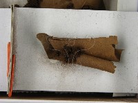 登錄號:F0020569藏品圖，第3張