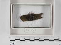 登錄號:F0020570藏品圖，第1張