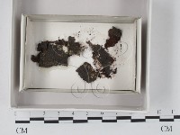 登錄號:F0020579藏品圖，第1張