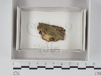登錄號:F0020582藏品圖，第1張