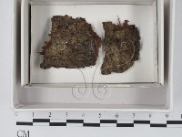 登錄號:F0020584藏品圖，第1張