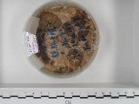 登錄號:F0020585藏品圖，第1張