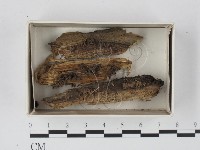 登錄號:F0020591藏品圖，第1張