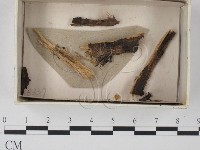 登錄號:F0020592藏品圖，第1張
