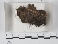 登錄號:F0020596藏品圖，第1張
