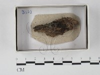 登錄號:F0020599藏品圖，第1張