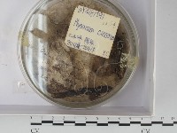 登錄號:F0020601藏品圖，第1張