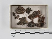 登錄號:F0020620藏品圖，第1張