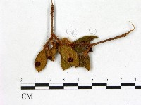 登錄號:F0020639藏品圖，第1張