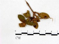 登錄號:F0020639藏品圖，第3張