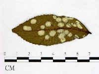 登錄號:F0020641藏品圖，第1張