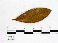 登錄號:F0020642藏品圖，第1張