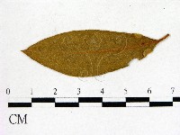 登錄號:F0020644藏品圖，第1張