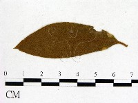 登錄號:F0020644藏品圖，第3張