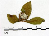 登錄號:F0020645藏品圖，第1張