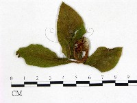 登錄號:F0020645藏品圖，第3張