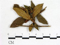 登錄號:F0020646藏品圖，第3張