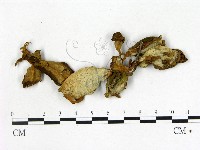 登錄號:F0020647藏品圖，第1張