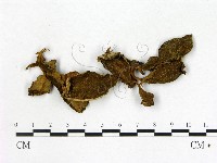 登錄號:F0020647藏品圖，第3張