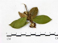 登錄號:F0020648藏品圖，第1張