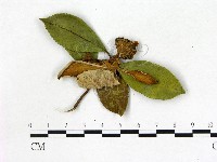 登錄號:F0020648藏品圖，第3張