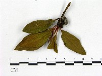 登錄號:F0020649藏品圖，第1張