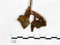 登錄號:F0020650藏品圖，第3張