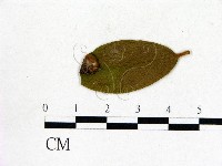 登錄號:F0020651藏品圖，第1張