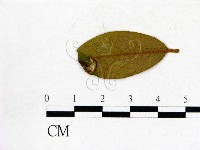 登錄號:F0020651藏品圖，第3張