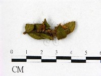 登錄號:F0020652藏品圖，第1張