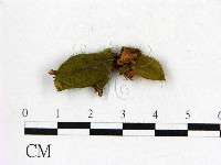 登錄號:F0020652藏品圖，第3張