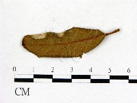 登錄號:F0020653藏品圖，第1張