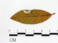 登錄號:F0020654藏品圖，第1張