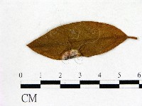 登錄號:F0020654藏品圖，第3張