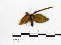 登錄號:F0020655藏品圖，第1張